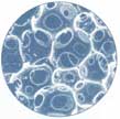 cellules thermosensibles